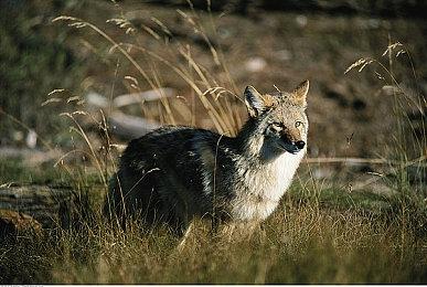 Epic本周喜加二更新 免费领取《黎明杀机》